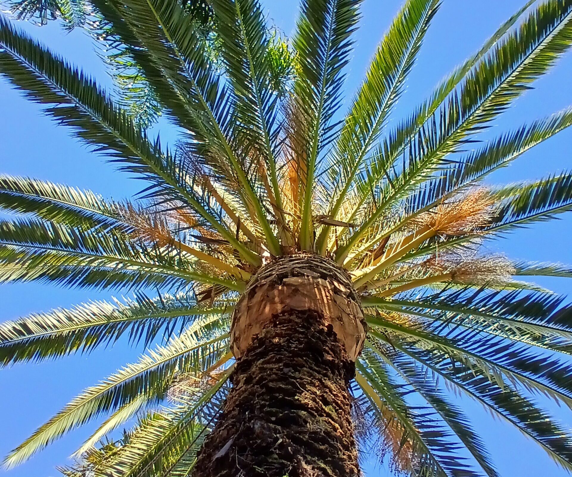 Palm Maintenance or Removal