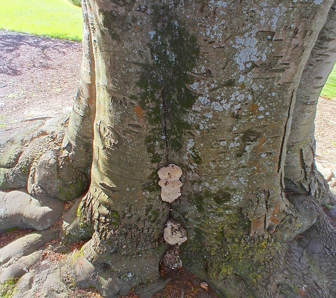 Tree Risk/Benefit Assessments